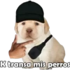 PERRITO PACK 4 20