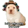 Perros 11