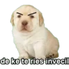 Perros 13