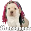 PERRITO PACK 4 21