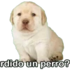 Perros 14