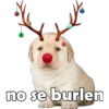 PERRITO PACK 13 23