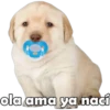 ola ama ya nací