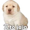 PERRITO PACK 4 24