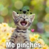 Gatitos ^~^ (by Krys) 5