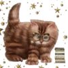 kittens 6