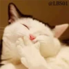 Gatos Gatos 5