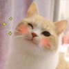 Gatos Gatos 6