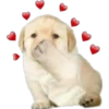 LUCHO 5
