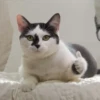 Gatos Gatos 7