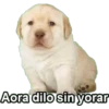 LUCHO 6