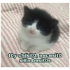toy chikito, necesito
siEn besitos