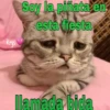 Gatitos ^~^ (by Krys) 9