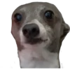Filhotes fazendo coisas 6