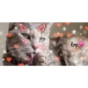Gatitos ^~^ (by Krys) 10