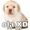 LUCHO 8