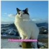 Animalitos 2 6