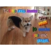Animalitos 2 7