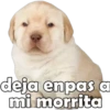 deja enpas a
mi morrita