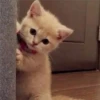Gatos Gatos 9