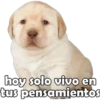 hoy solo vivo en
tus pensamientos