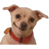 Filhotes fazendo coisas 9