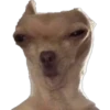 Filhotes fazendo coisas 11