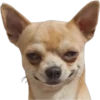 Filhotes fazendo coisas 12