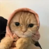 Gatinhos e filhotes engraçados 5