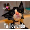 Gatitos ^~^ (by Krys) 15