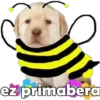 eż primabera