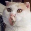 Gatinhos e filhotes engraçados 6