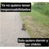 Ya no quiero tener
responsabilidades
Solo quiero dormir y
ser chikito