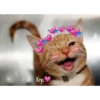 Gatitos ^~^ (by Krys) 17
