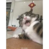 Gatinhos e filhotes engraçados 7
