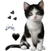 kittens 16
