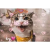 Gatitos ^~^ (by Krys) 19