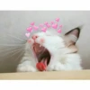 UwU 12