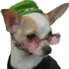 Filhotes fazendo coisas 16