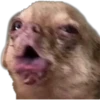 Filhotes fazendo coisas 17