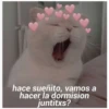 hace sueñito, vamos a
hacer la dormision
juntitxs?
