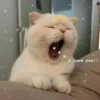 UwU 14
