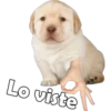 Lo viste