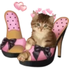kittens 20