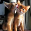 Gatos Gatos 23