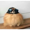Gatinhos e filhotes engraçados 9