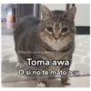 IG/@gatitos_para_la_depresion
Toma awa
O si no te mato >:u