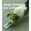 Stickers enfermos y estupidos 19