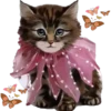 kittens 21