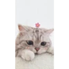 UwU 16